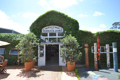 2x Display XL terracotta Crucible Pots planted with Pohutukawa - PICK UP ONLY