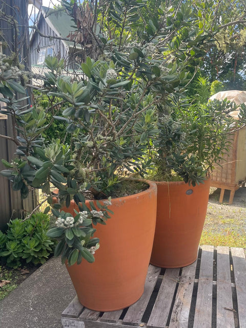 2x Display XL terracotta Crucible Pots planted with Pohutukawa - PICK UP ONLY
