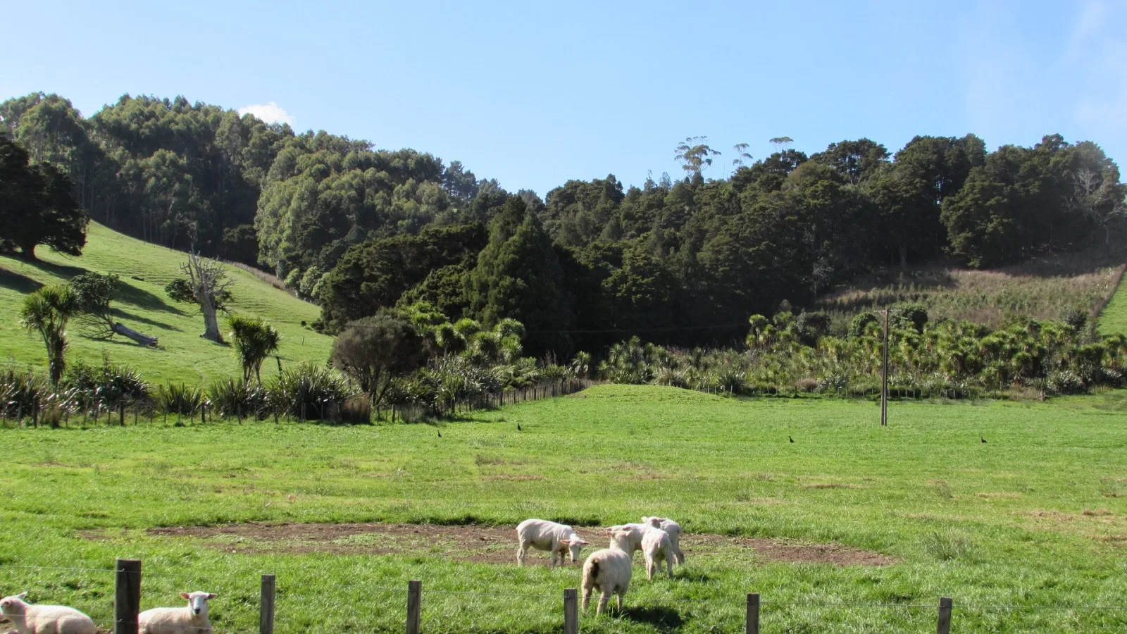 Farmland beside the path near Takatu Road