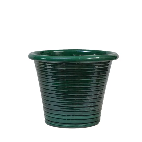 Italian Tub Ivy