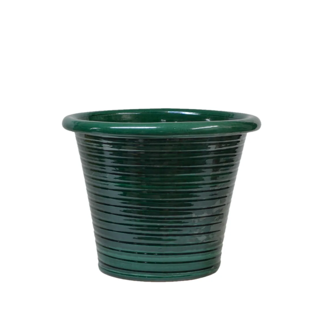 Italian Tub Ivy