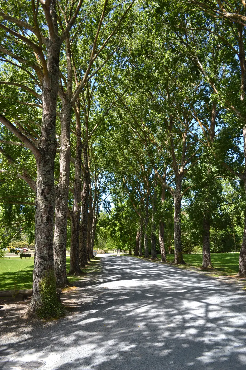The tree-lined driveway