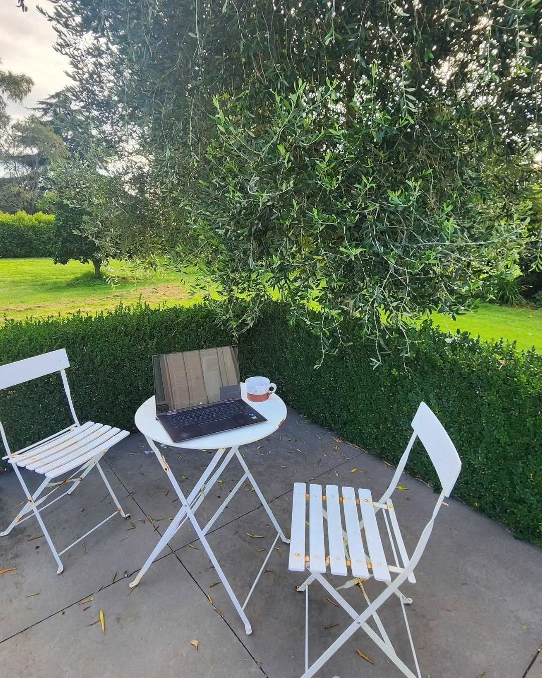 A laptop and a mug on a white garden table under an olive tree