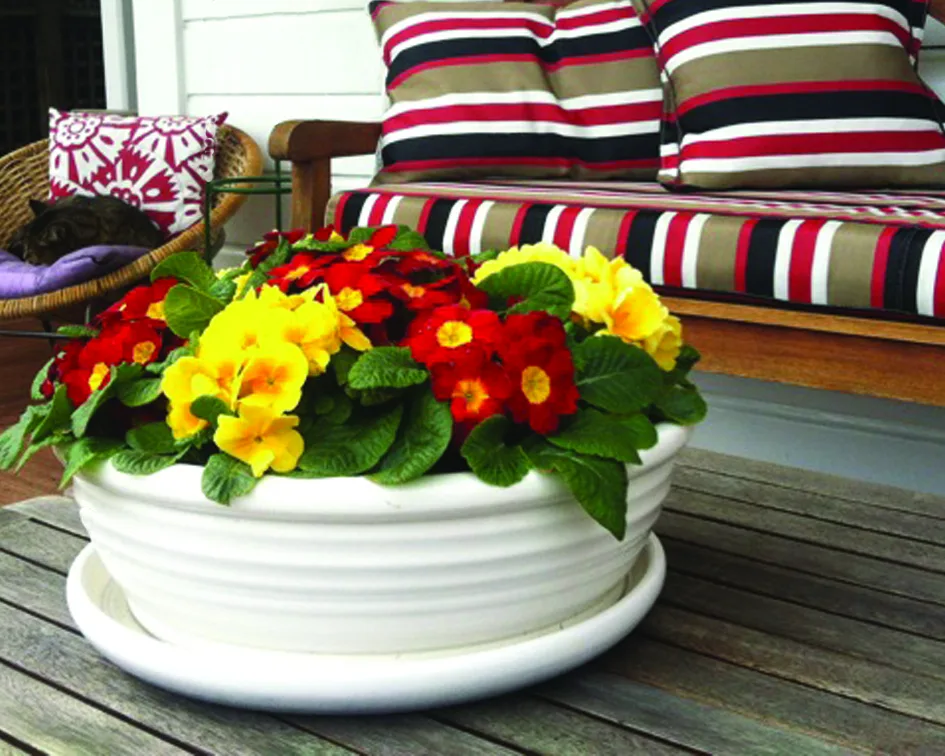 A white ribbed Bulb Dish on its saucer, planted with red and yellow primulas on a veranda