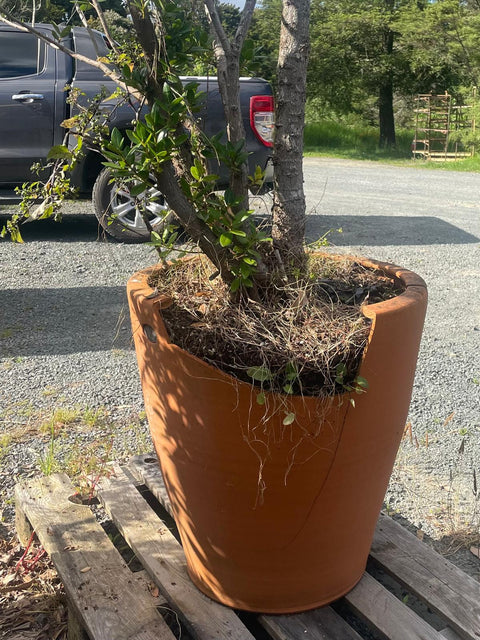 2x Display XL terracotta Crucible Pots planted with Pohutukawa - PICK UP ONLY